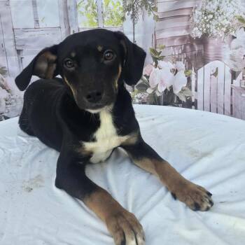 Hound and Beagle Dogs Available for Adoption - Fleece | PetCurious