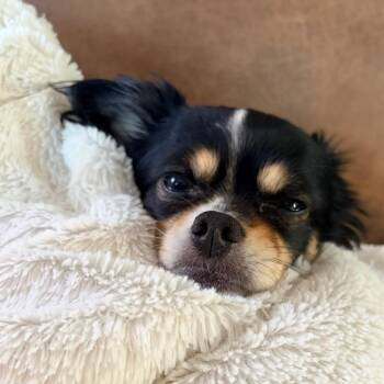 Dora -  Papillon and Mixed Breed Dog for Adoption in Avon, Ohio - Dora | PetCurious