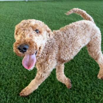 Dolly -  Goldendoodle and Mixed Breed Dog for Adoption in New York, New York - Dolly | PetCurious