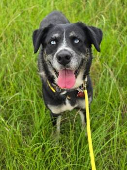 Husky Dogs Available for Adoption in Durango, Colorado - Wendy | PetCurious