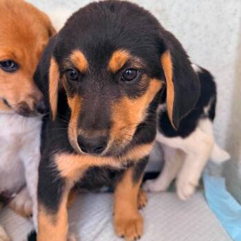 Jenny -  Hound and Mixed Breed Dog for Adoption in Ferndale, Michigan - Jenny | PetCurious