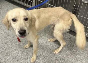 A658116 -  Golden Retriever and Mixed Breed Dog for Adoption in Houston, Texas - A658116 | PetCurious