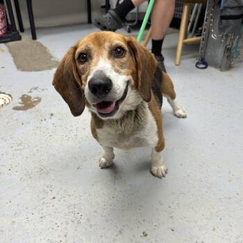 Hank -  Beagle Dog for Adoption in Uniontown, Pennsylvania - Hank | PetCurious