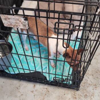 Snickerdoodle -  Mixed Breed Dog for Adoption in Leander, Texas - Snickerdoodle | PetCurious