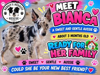 Bianca -  Australian Cattle Dog Blue Heeler Dog for Adoption in Fresno, California - Bianca | PetCurious