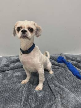 Shih Tzu Dogs Available for Adoption - Coco | PetCurious