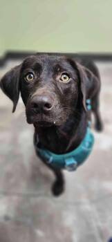 Labrador Retriever Dogs Available for Adoption - Holly | PetCurious