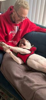 Boxer and Mixed Breed Dogs Available for Adoption - Chevy | PetCurious