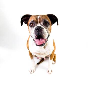 Rescue Boxer Dogs for Adoption in Scottsdale, Arizona - Bonnie | PetCurious