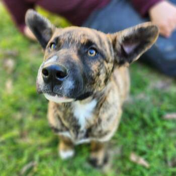 Mixed Breed Dogs Available for Adoption in Olathe, Kansas - Scotty Joe | PetCurious