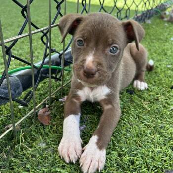 Terrier Dogs Available for Adoption in Jupiter, Florida - Lindor | PetCurious