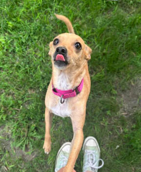 Rescue Chihuahua Dogs for Adoption in Brooklyn Center, Minnesota - Maggie | PetCurious