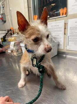 Kirk -  Cairn Terrier Dog for Adoption in Phoenix, Arizona - Kirk | PetCurious