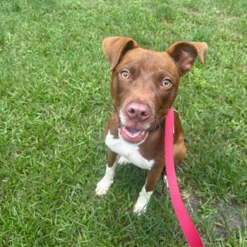 Sanders -  Mixed Breed Dog for Adoption in Sarasota, Florida - Sanders | PetCurious