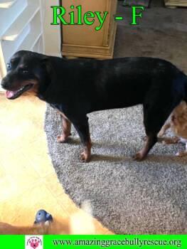Rottweiler Dogs Available for Adoption in Pensacola, Florida - Riley | PetCurious