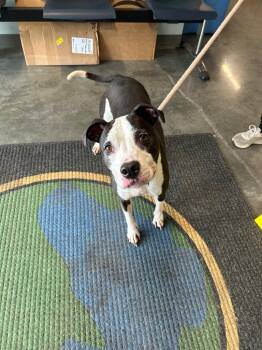Piggy Sue -  Pit Bull Terrier Dog Available for Adoption in Gautier, Mississippi - Piggy Sue | PetCurious