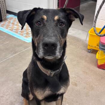Kuma -  German Shepherd Dog Dog for Adoption in York, Pennsylvania - Kuma | PetCurious