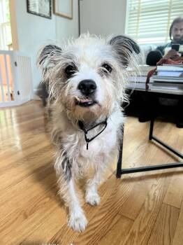 Ringo -  Terrier Dog for Adoption in New York, New York - Ringo | PetCurious