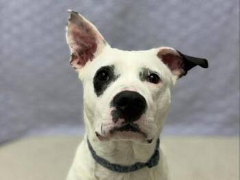 Pit Bull Terrier Dogs Available for Adoption - Sweetie | PetCurious