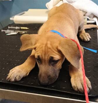 NEYMAR -  German Shepherd Dog and Mixed Breed Dog for Adoption in Camarillo, California - NEYMAR | PetCurious