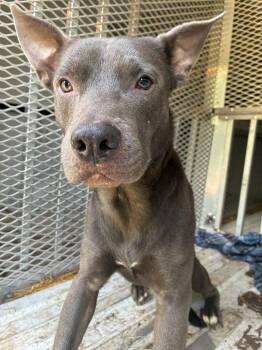 Rocky -  American Staffordshire Terrier and Shepherd Dog for Adoption in Caro, Michigan - Rocky | PetCurious