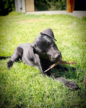 Labrador Retriever Dogs Available for Adoption in Fort Worth, Texas - Stella Valley | PetCurious