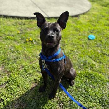 Rescue Pit Bull Terrier and Mixed Breed Dogs for Adoption in Boston, Massachusetts - CINDERELLA | PetCurious
