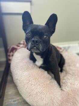 French Bulldog Dogs Available for Adoption in Hartford, Kentucky - Loki | PetCurious