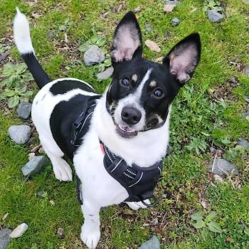 Chihuahua and Terrier Dogs Available for Adoption in Bellingham, Washington - Jax | PetCurious