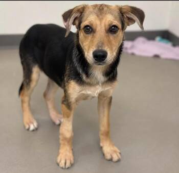 Winston -  Terrier Dog for Adoption in Houston, Texas - Winston | PetCurious