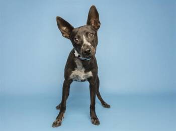 BILLIE -  German Shepherd Dog and Mixed Breed Dog for Adoption in Phoenix, Arizona - BILLIE | PetCurious