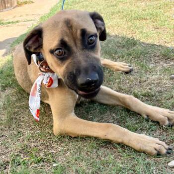 Matilda -  German Shepherd Dog and Mixed Breed Dog for Adoption in Tulsa, Oklahoma - Matilda | PetCurious