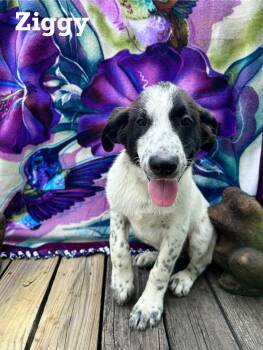 Rescue Anatolian Shepherd and Great Pyrenees Dogs for Adoption in Spring, Texas - Ziggy | PetCurious
