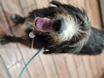 Rescue Labradoodle and Aussiedoodle Dogs for Adoption in Shiloh, Illinois - Archie | PetCurious