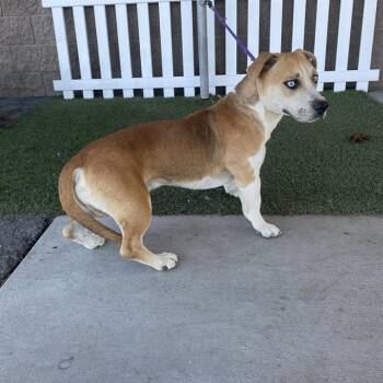 A614680 -  Siberian Husky and Mixed Breed Dog for Adoption in Modesto, California - A614680 | PetCurious