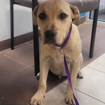 Mixed Breed Dogs Available for Adoption in Columbus, Georgia - 05/05/2026-Stray-PoydasheffCourt | PetCurious