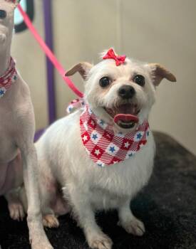 Rescue Chihuahua and Jack Russell Terrier Dogs for Adoption in Fairfield, Connecticut - Sugar | PetCurious