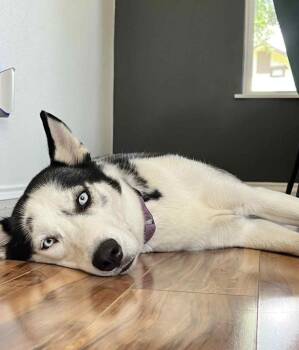 Rescue Siberian Husky Dogs for Adoption in Floresville, Texas - Hilo | PetCurious