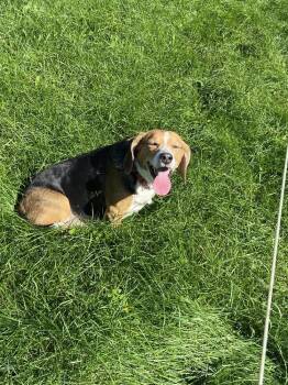 Max -  Beagle Dog for Adoption - Max | PetCurious