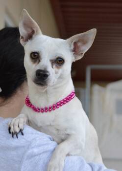 Chihuahua Dogs Available for Adoption in Mckinney, Texas - Nyssa | PetCurious