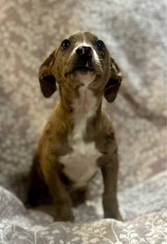 Catahoula Leopard Dog Dogs Available for Adoption in Sterling, Massachusetts - PJ 2 Months AVA 5/13 | PetCurious