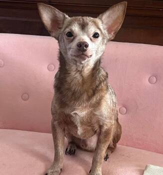 Chihuahua Dogs Available for Adoption in Lakeland, Florida - Richard | PetCurious