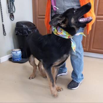 German Shepherd Dog Dogs Available for Adoption in New Ringgold, Pennsylvania - Tsuga (26-181) | PetCurious