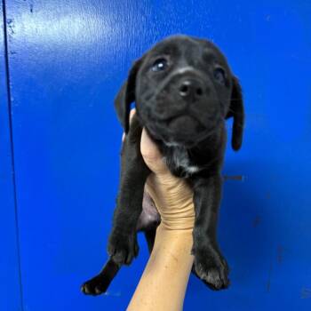 Teddy -  Beagle Dog for Adoption in Wahiawa, Hawaii - Teddy | PetCurious