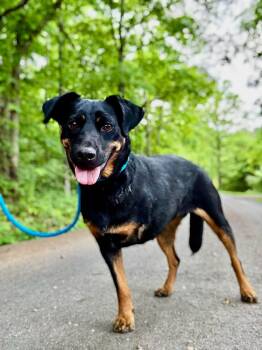 Rottweiler and Australian Cattle Dog Blue Heeler Dogs Available for Adoption - SUZIE | PetCurious