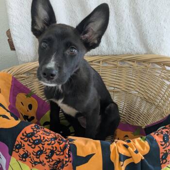 Nyx -  German Shepherd Dog and Black Labrador Retriever Dog for Adoption in Pensacola, Florida - Nyx | PetCurious