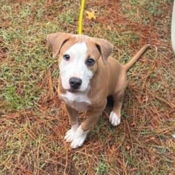 Rue -  Pit Bull Terrier and Mixed Breed Dog for Adoption in Dover, Arkansas - Rue | PetCurious