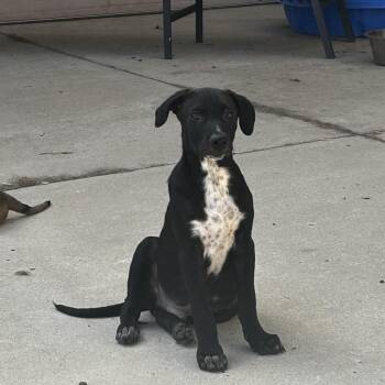 Terrier Dogs Available for Adoption in Escondido, California - Hudson | PetCurious