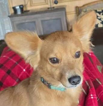Rescue Corgi and Chihuahua Dogs for Adoption in Boerne, Texas - Churro | PetCurious