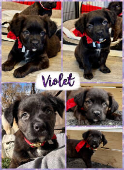 Rescue Mixed Breed Dogs for Adoption - Violet | PetCurious